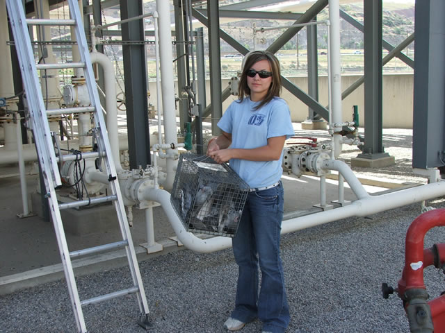 Allstate Animal Control, technician removing pigeons